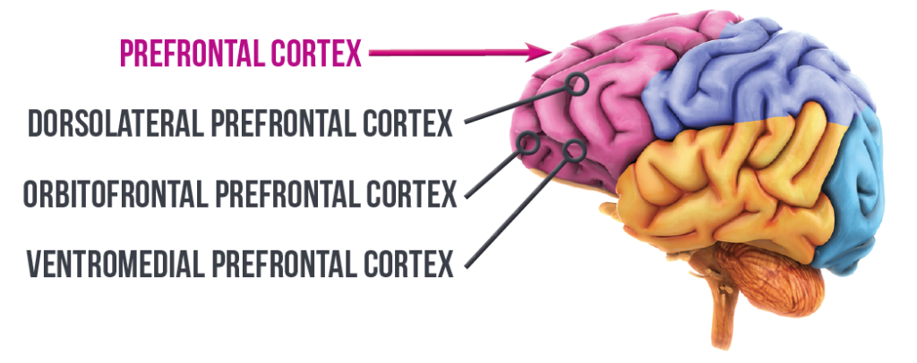 Prefrontal Cortex, The Neuroscience of Trust